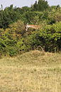 Giraffe Masai Mara 